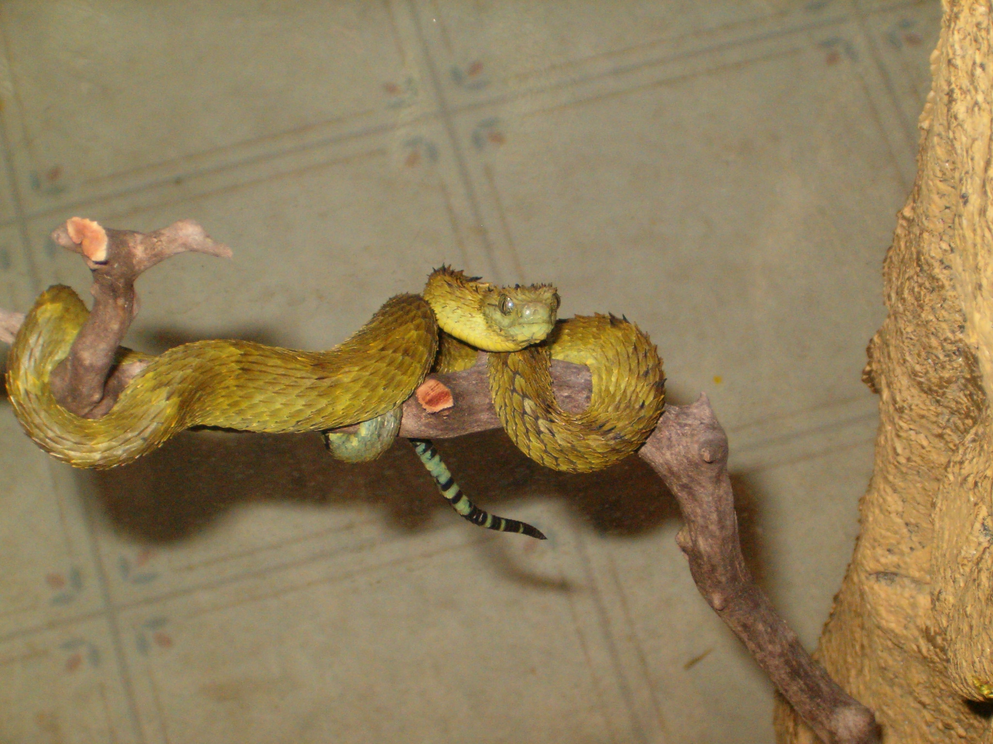 new snake pics 015.jpg [948 Kb]